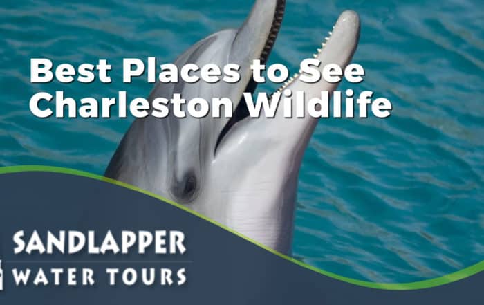 Best Places to See Charleston Wildlife. Sandlapper Water Tours Blog