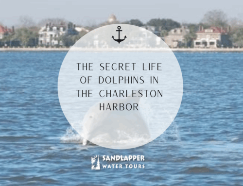 The Secret Life of Dolphins in the Charleston Harbor
