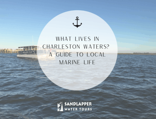 What Lives in Charleston Waters? A Guide to Local Marine Life